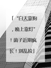 “白天靠狗，晚上靠灯”！菌子近期疯长！别乱捡