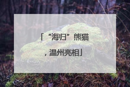“海归”熊猫，温州亮相