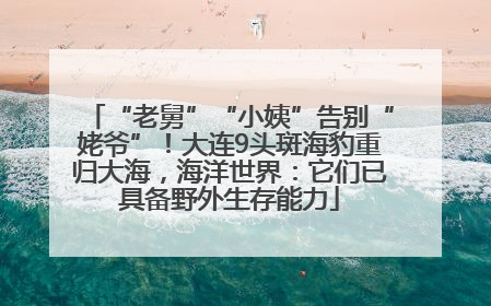 “老舅”“小姨”告别“姥爷”！大连9头斑海豹重归大海，海洋世界：它们已具备野外生存能力