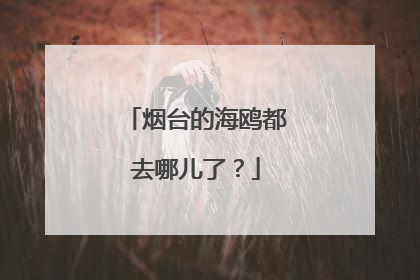 烟台的海鸥都去哪儿了？