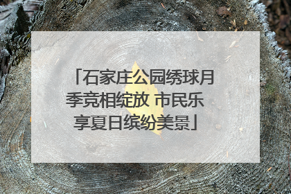 石家庄公园绣球月季竞相绽放 市民乐享夏日缤纷美景
