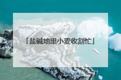 盐碱地里小麦收割忙