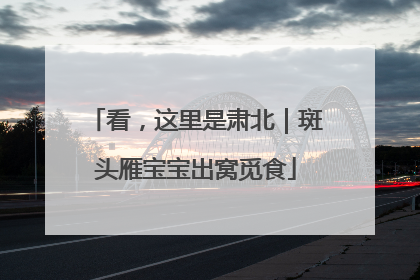 看，这里是肃北｜斑头雁宝宝出窝觅食