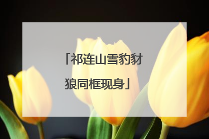 祁连山雪豹豺狼同框现身