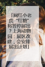 网红小老虎“红糖”将暂停展出？上海动物园：展区改建，会安排展出计划