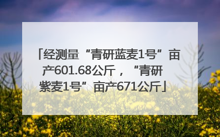 经测量“青研蓝麦1号”亩产601.68公斤，“青研紫麦1号”亩产671公斤