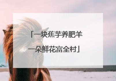 一块蕉芋养肥羊 一朵鲜花富全村