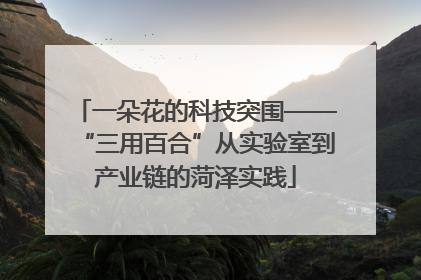 一朵花的科技突围——“三用百合”从实验室到产业链的菏泽实践