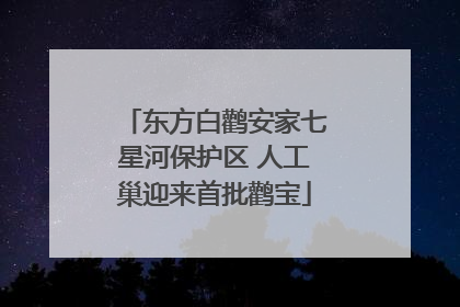 东方白鹳安家七星河保护区 人工巢迎来首批鹳宝