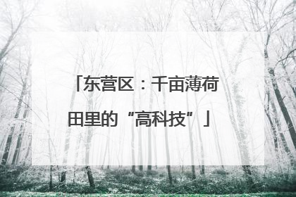 东营区：千亩薄荷田里的“高科技”