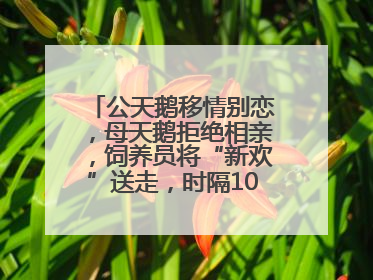 公天鹅移情别恋，母天鹅拒绝相亲，饲养员将“新欢”送走，时隔10天原配重逢