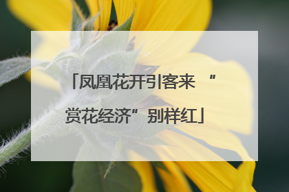 凤凰花开引客来 “赏花经济”别样红