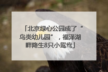 北京绿心公园成了“鸟类幼儿园”，福泽湖畔降生8只小鸳鸯