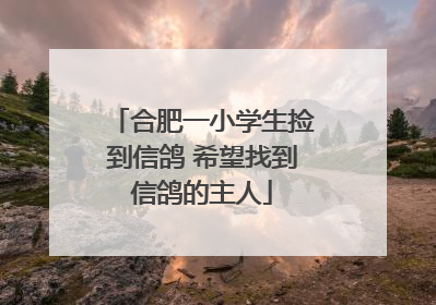 合肥一小学生捡到信鸽 希望找到信鸽的主人