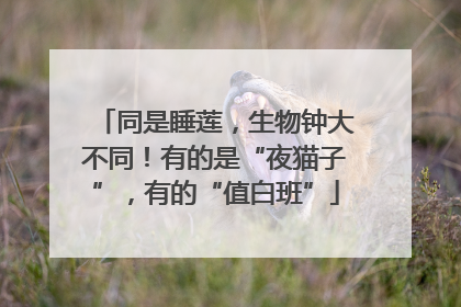 同是睡莲，生物钟大不同！有的是“夜猫子”，有的“值白班”
