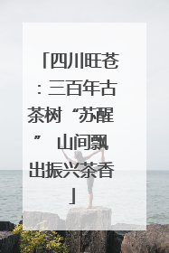 四川旺苍：三百年古茶树“苏醒” 山间飘出振兴茶香