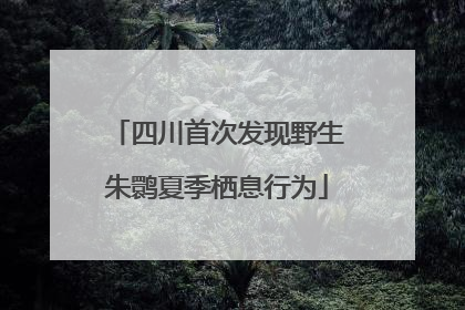 四川首次发现野生朱鹮夏季栖息行为