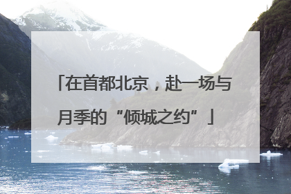 在首都北京，赴一场与月季的“倾城之约”