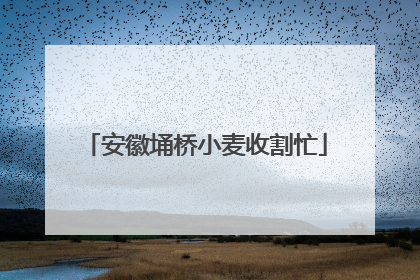 安徽埇桥小麦收割忙