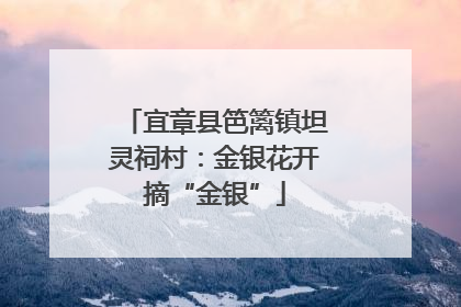 宜章县笆篱镇坦灵祠村：金银花开摘“金银”