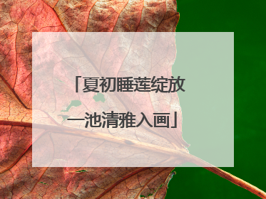 夏初睡莲绽放 一池清雅入画