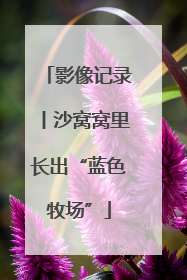 影像记录丨沙窝窝里长出“蓝色牧场”