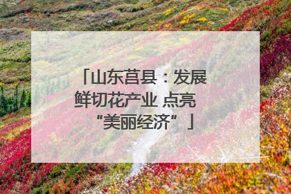 山东莒县：发展鲜切花产业 点亮“美丽经济”