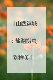 山西运城：盐湖捞虫别样美