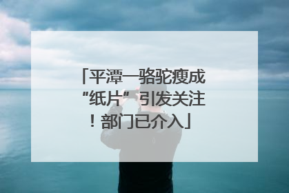 平潭一骆驼瘦成“纸片”引发关注！部门已介入