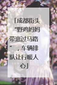 成都街头“野鸡妈妈带崽过马路”，车辆排队让行暖人心