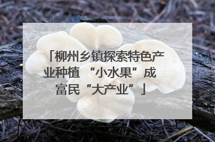 柳州乡镇探索特色产业种植 “小水果”成富民“大产业”