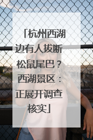 杭州西湖边有人拔断松鼠尾巴？西湖景区：正展开调查核实