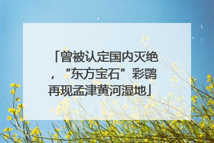 曾被认定国内灭绝，“东方宝石”彩鹮再现孟津黄河湿地