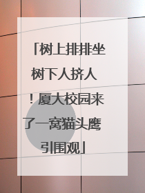 树上排排坐 树下人挤人！厦大校园来了一窝猫头鹰引围观
