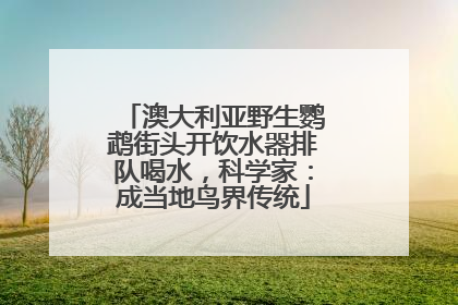 澳大利亚野生鹦鹉街头开饮水器排队喝水，科学家：成当地鸟界传统
