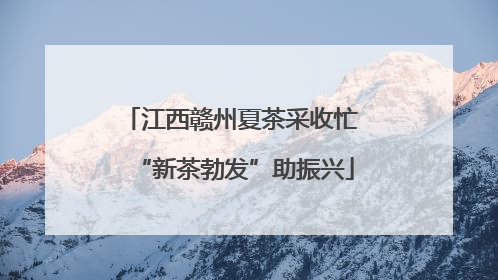 江西赣州夏茶采收忙 “新茶勃发”助振兴