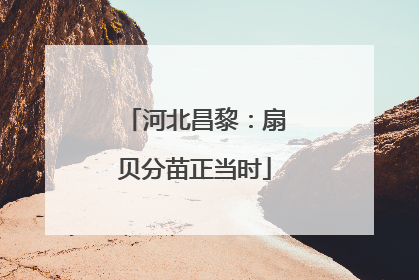 河北昌黎：扇贝分苗正当时