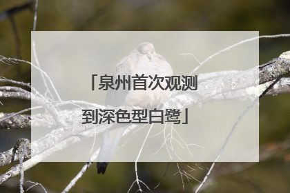 泉州首次观测到深色型白鹭