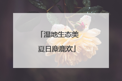 湿地生态美 夏日麋鹿欢