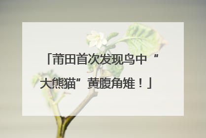 莆田首次发现鸟中“大熊猫”黄腹角雉！