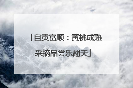 自贡富顺：黄桃成熟 采摘品尝乐翻天