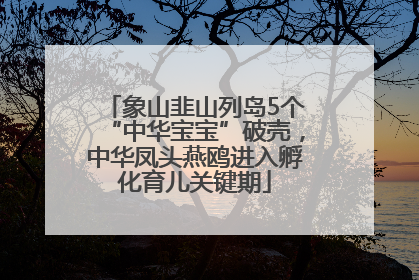 象山韭山列岛5个“中华宝宝”破壳，中华凤头燕鸥进入孵化育儿关键期