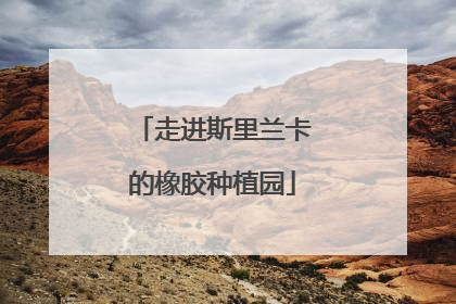 走进斯里兰卡的橡胶种植园