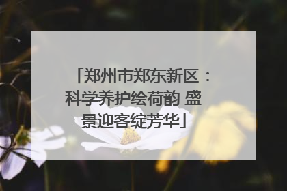 郑州市郑东新区：科学养护绘荷韵 盛景迎客绽芳华