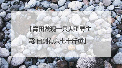 青田发现一只大型野生鼋 目测有六七十斤重