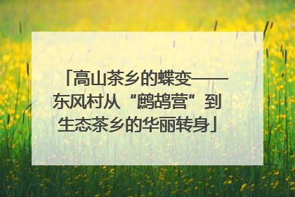 高山茶乡的蝶变——东风村从“鹧鸪营”到生态茶乡的华丽转身