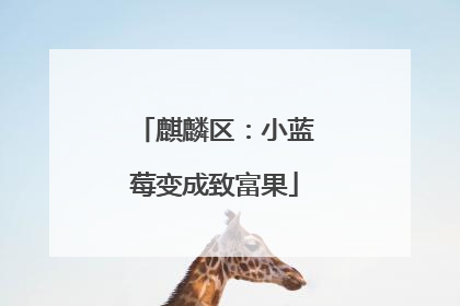 麒麟区：小蓝莓变成致富果