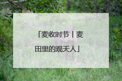麦收时节丨麦田里的观天人
